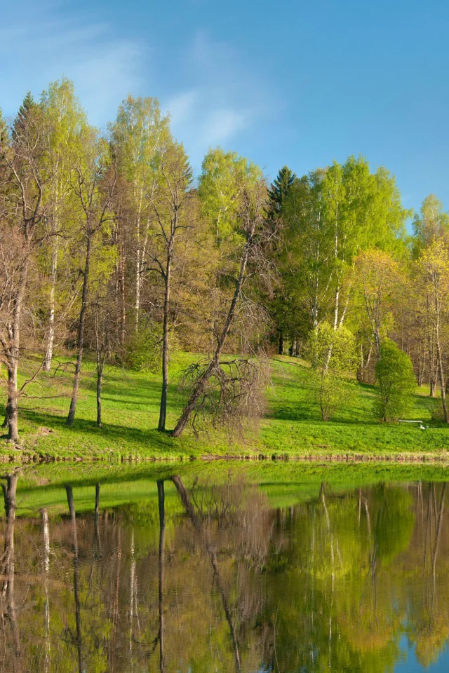 лес, парк, природа, река, деревья