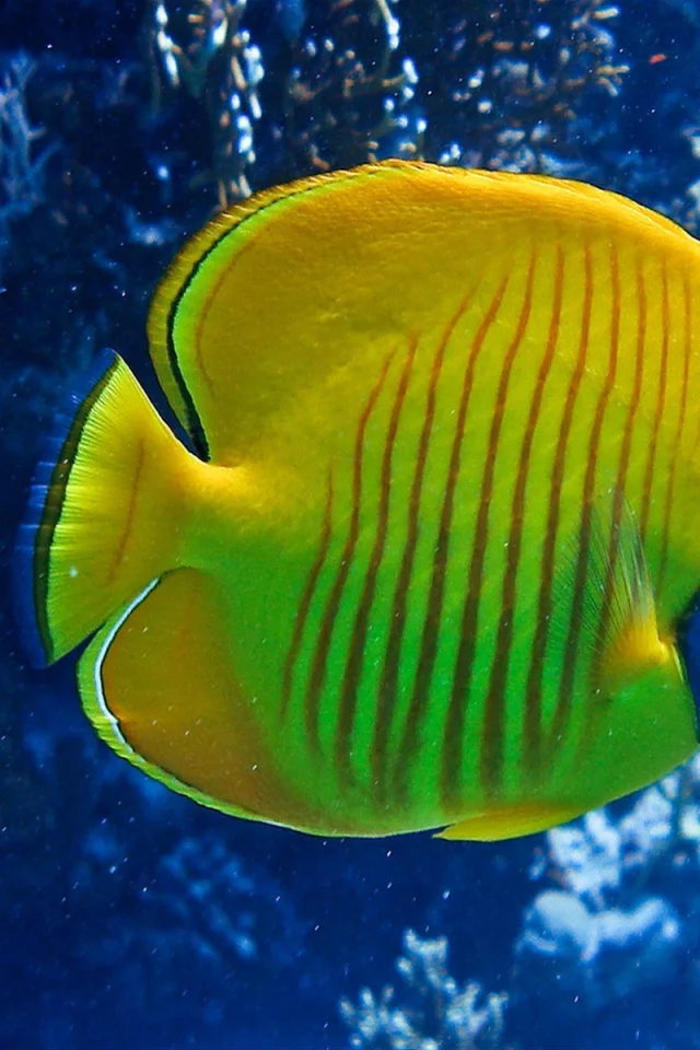 море, коралы, рыбка