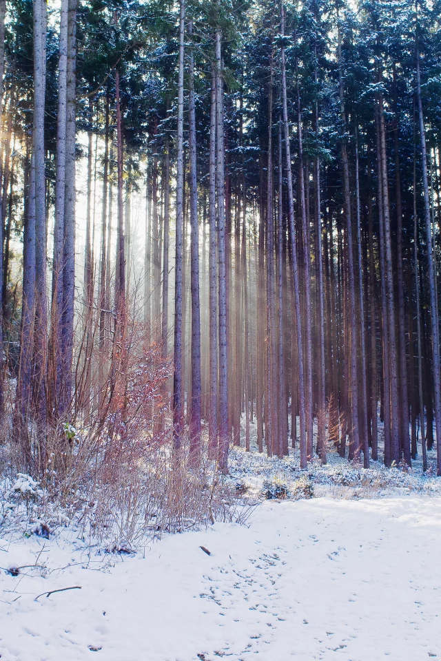 лес, осень, природа, свет, снег, зима