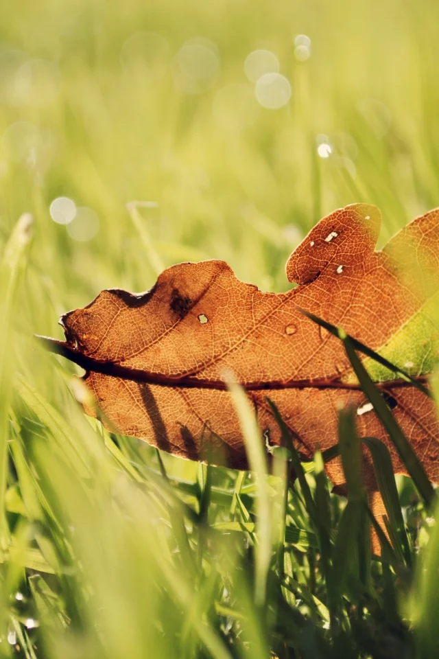 green, фон, цвета, яркие, природа, размытость, боке, обои, трава, листик, макро, капли, зелень, роса
