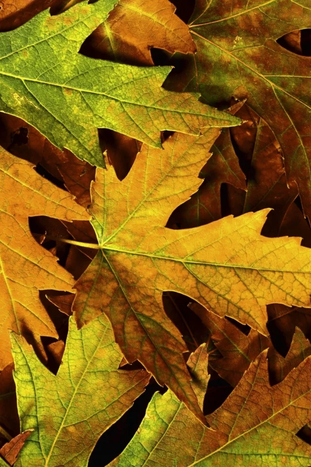 листва, макро, фото, листья, macro, autumn, осень, природа