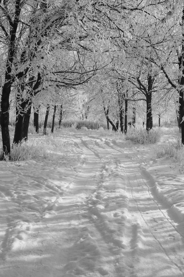 утро, деревья в снегу, зима, снег, черно-белое фото