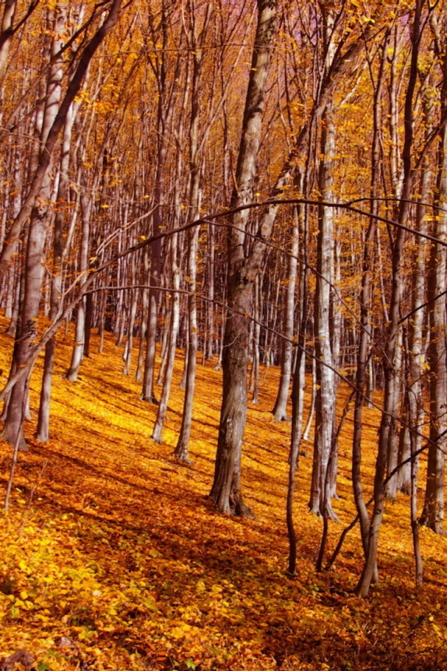 осень, листья, лес