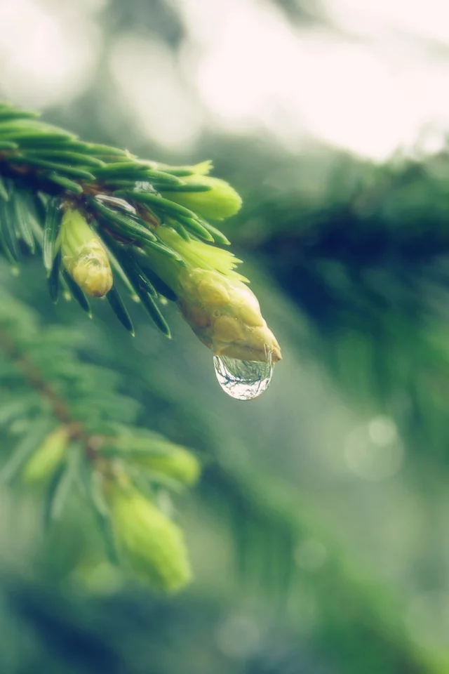 капля, хвоя, hypnotic droplet, елка