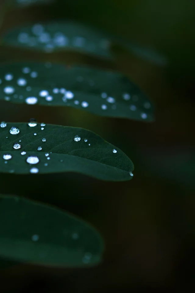 листья, растение, темнота, роса, green, вода, зелень, природа, капли, зеленый, макро