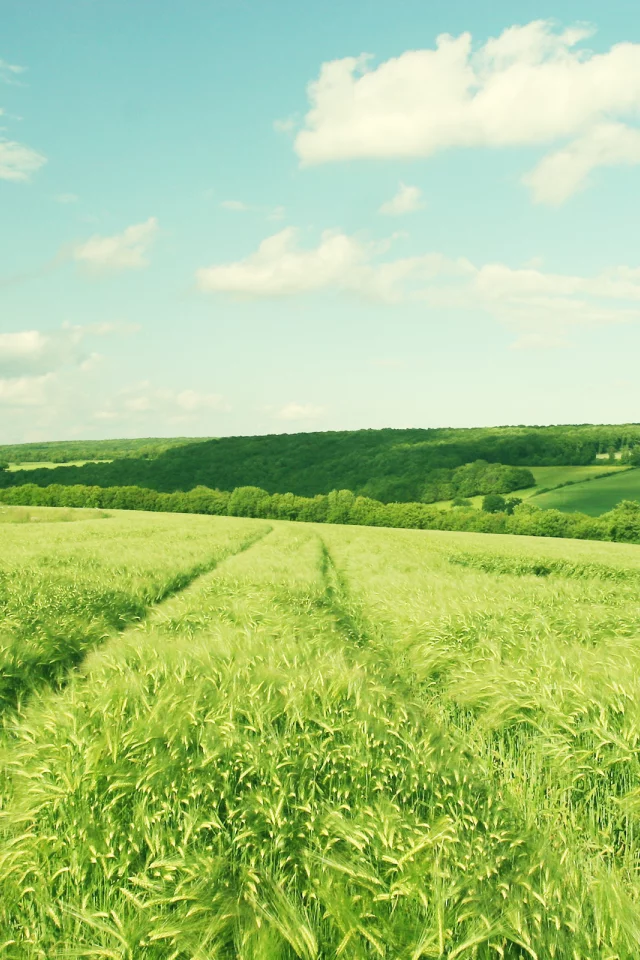 hill, sky, поле, деревья, пейзаж, landscape, clouds, небо, облака, зелень, nature, природа, 2560x1600, trees, greenery