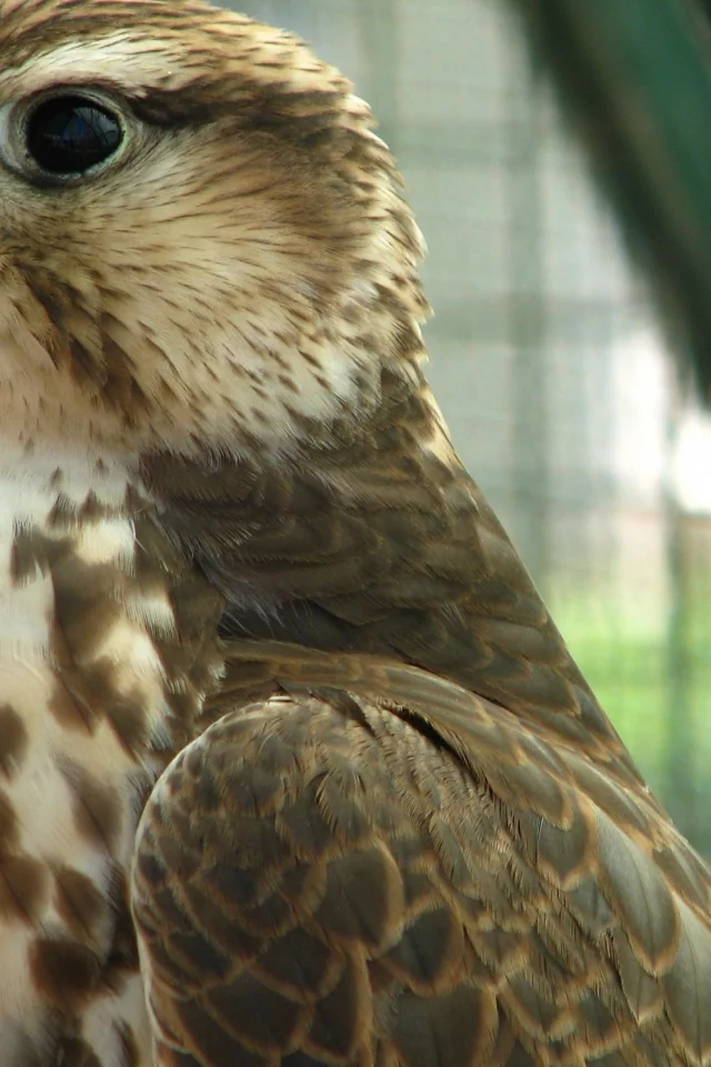 хищник, кречет, merlin, птица