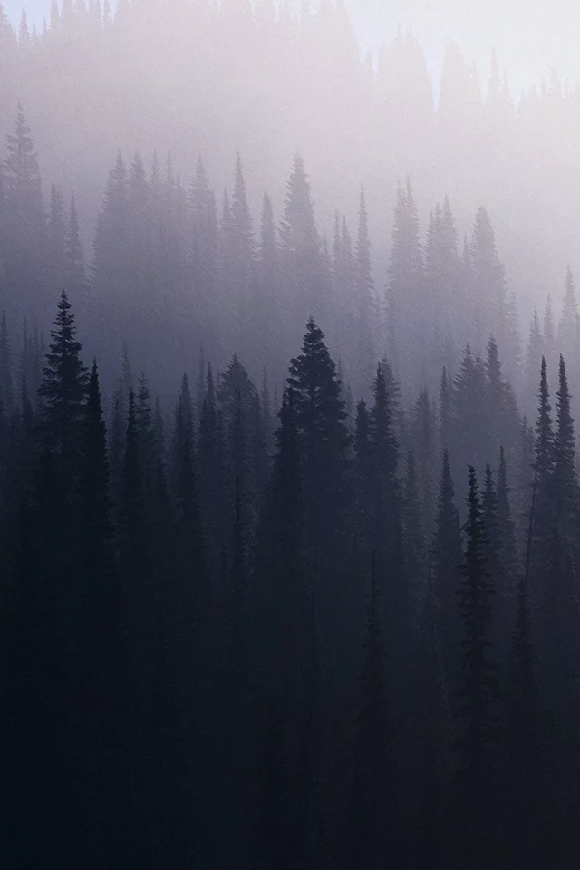 лес, туман, ель