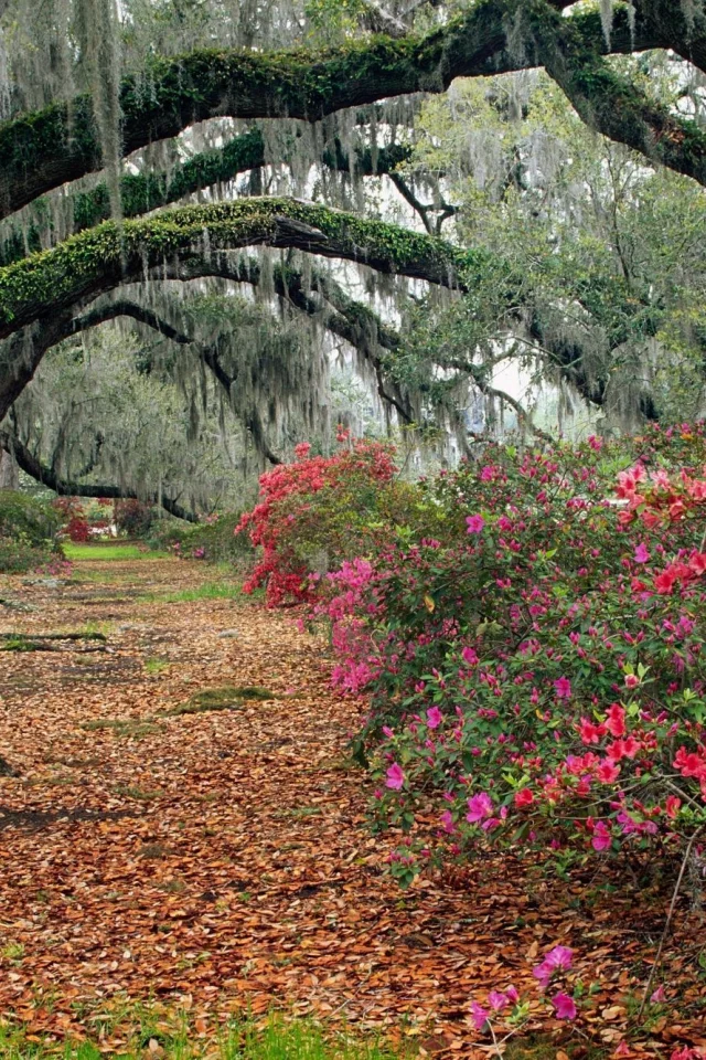 магнолии, magnolia, south carolina, листья, charleston