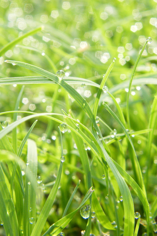 Свежесть росы. Зеленая трава. Роса на траве. Свежесть. Трава свежесть.