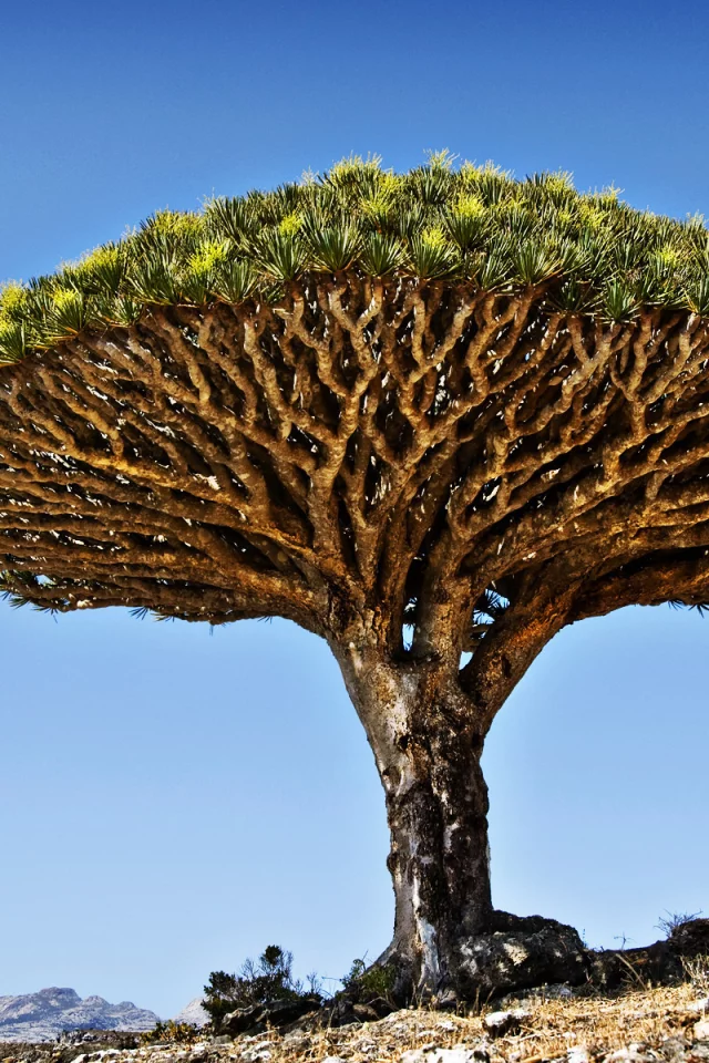 discovery, life, tree
