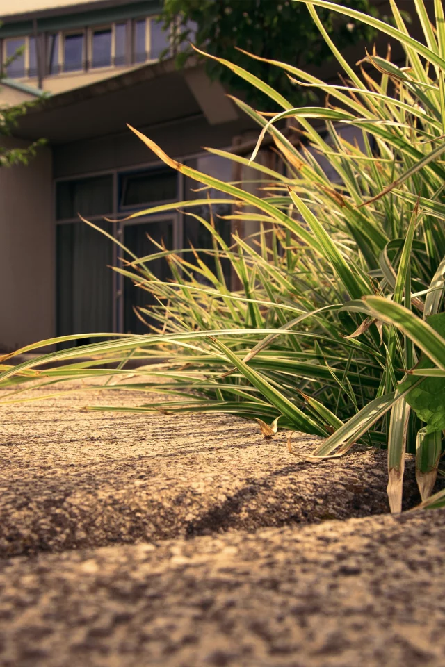 grass, трава, макро, деревья, trees, sidewalk, 2560x1600, дом, house, macro, тротуар, edge, бордюр