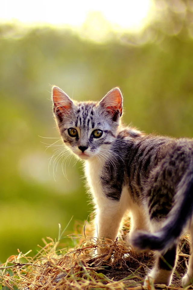 лето, кошка, природа