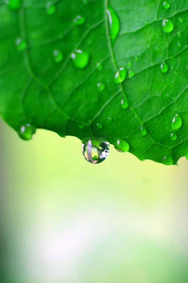 green macro, обои, капли, макро фото, зелёный, листья