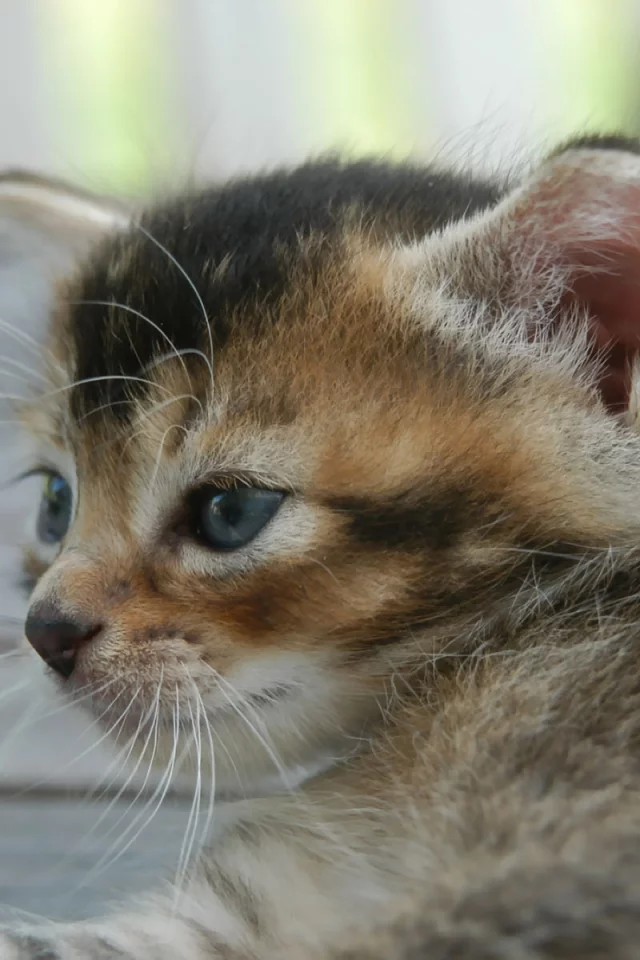 котенок, обои, улица