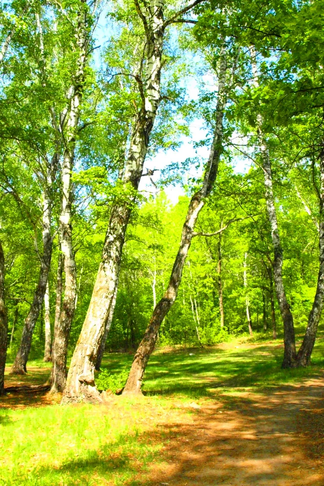лес, деревья
