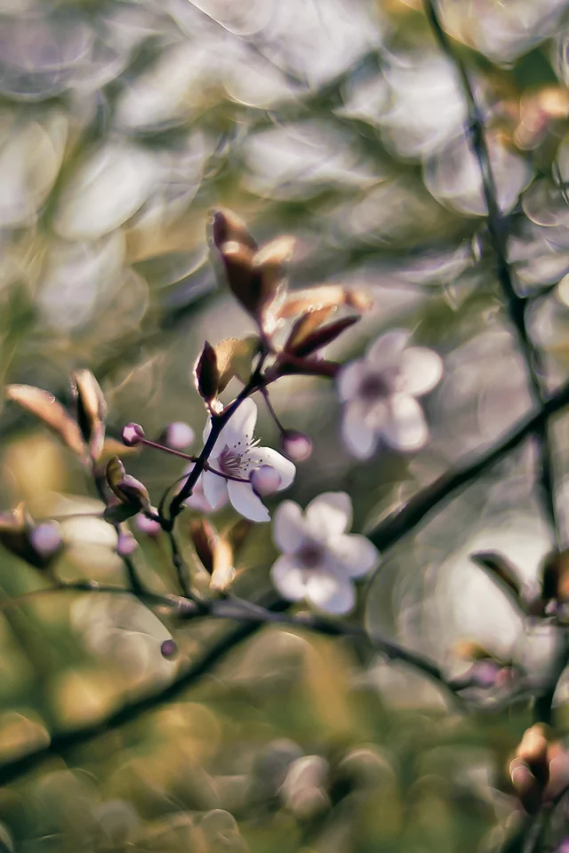 боке, 1920x1080, весна, branches, bokeh, краски, ветки, spring, nature, цветы, colors, flowers, природа