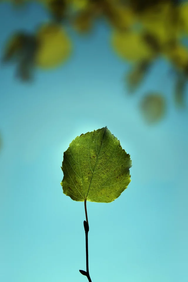 nature, ветка, листва, макро, лист, листок, зелень, природа, небо