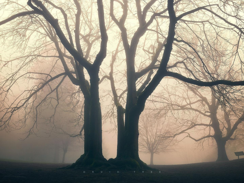 Деревья в тумане. Грустные пейзажи природы Эстетика. Сумерки рисунок природа. Угасание природы.