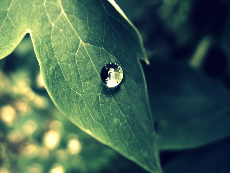 лист, капля, природа, зелень, макро, green