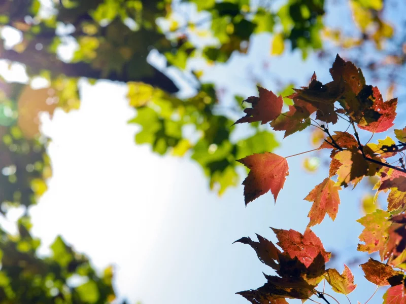 red, autumn, осень, свет, sun, небо, макро, зеленые, colors, листья, orange, leaves, sky, красные, желтые, оранжевые, солнце, yellow, fall