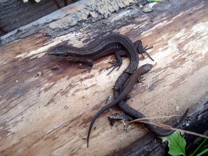 reptile, ящер, ящерица