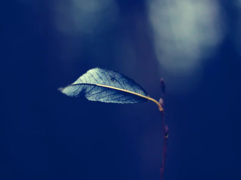 природа, nature, макро, черно-белое, печаль, листок, осень, leaves, одиночество, autumn, листья, красиво