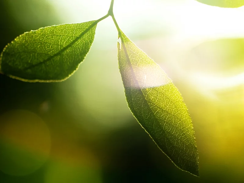 обои, лучи, макро, зелень, фон, солнце, стебли, wallpapers, свет, green, растения, картинки, листья