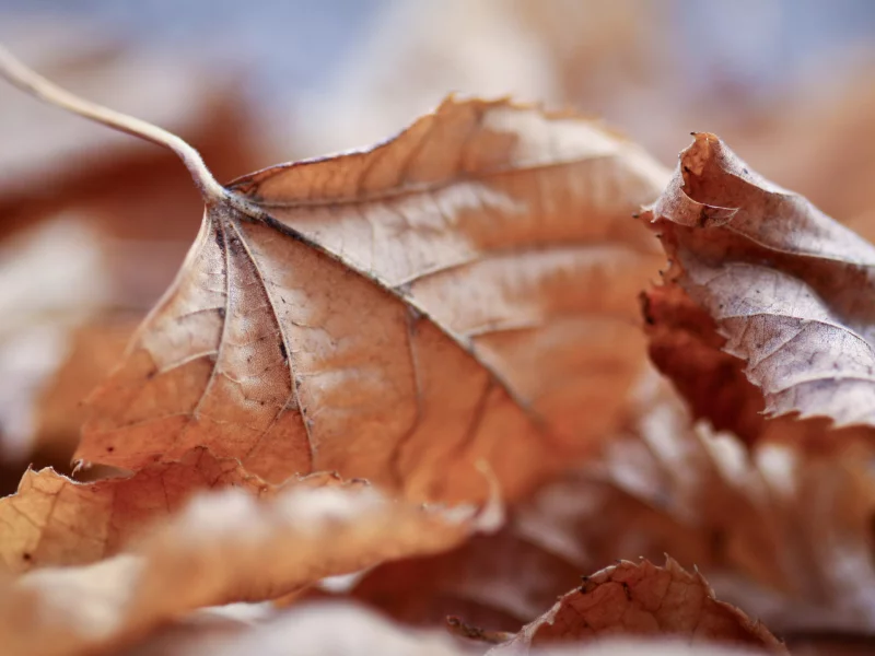 leaves, макро обои, осень, full hd wallpapers 2560x1440, осенние картинки на рабочий стол, листья, leaf walls