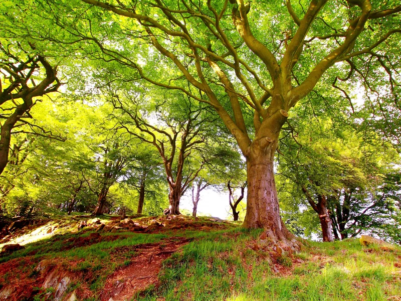 цветение, чудесный, природа, пейзаж, деревья, лес, beautiful wood