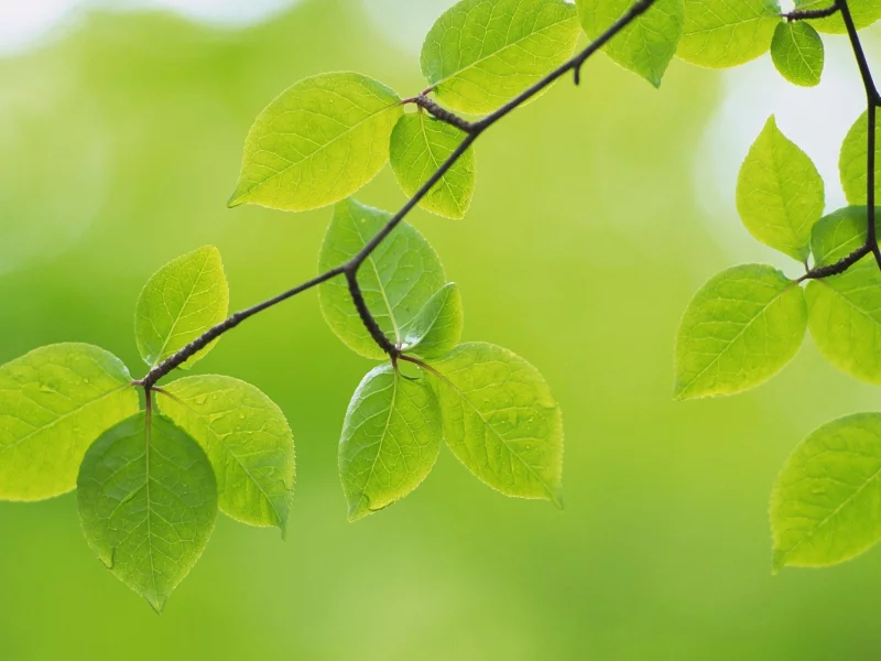 зеленые, зелень, ветка, природа, макро, листики, листья, green
