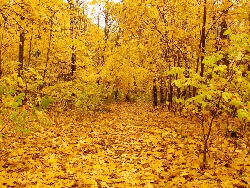 gold autumn, листья, деревья, nature, золотая осень