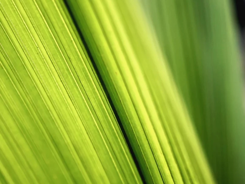 зелёный, green macro wallpapers, листки, фото, макро листья