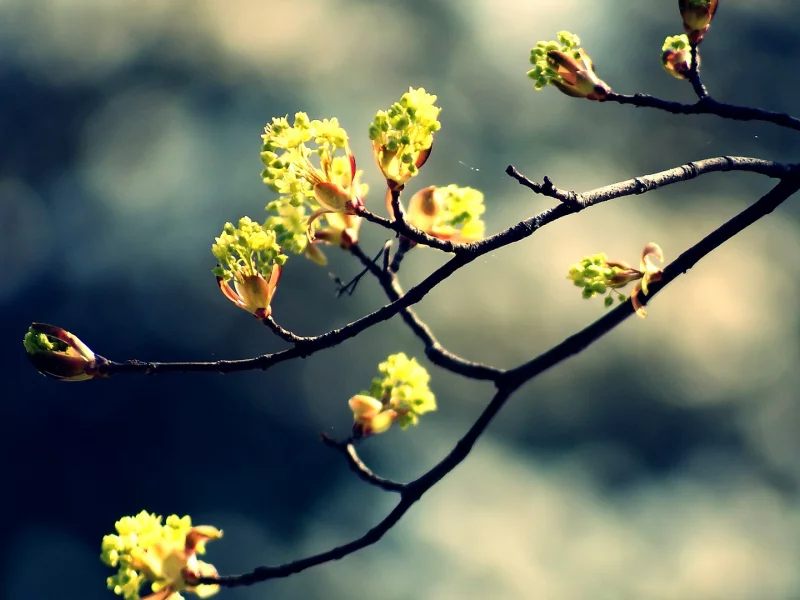 branch, боке, 1920x1080, flowers, blossom, цветы, nature, bokeh, ветка, цветение, природа