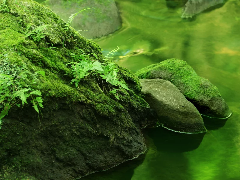 природа, вода, растения, камни, река, реки, лес