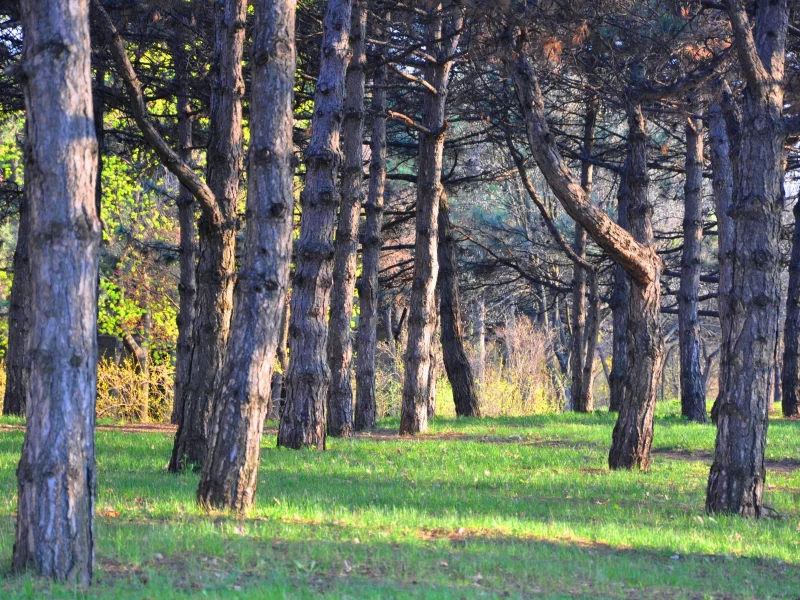 стволы, весна, парк, spring, ели, зелень, аллея