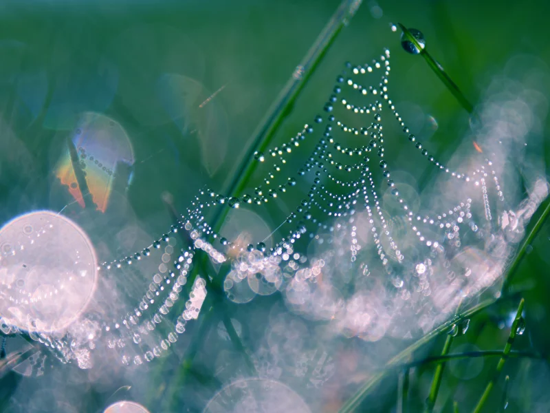 трава, drops, капли, bokeh