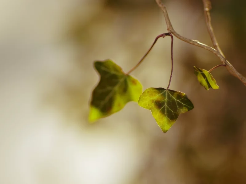 wallpapers, макро, зелень, ветка, green, растения, фото, природа, листья