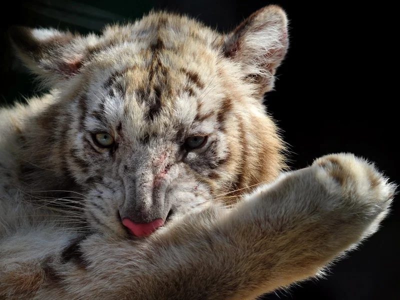 фото, большая кошка, тигр