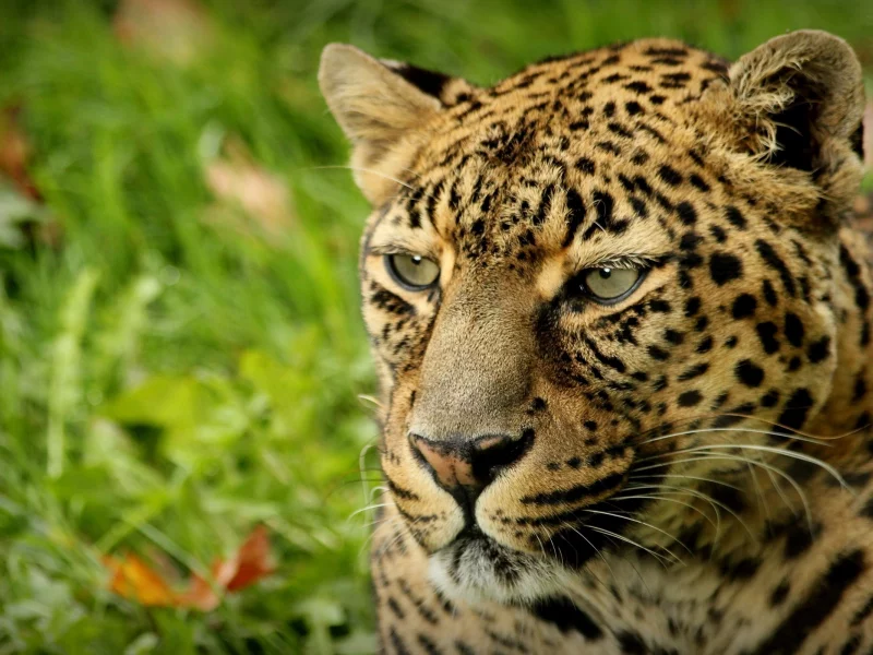 leopard, пятна, animal, леопард