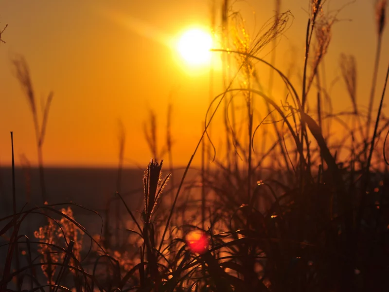 лучи, пейзаж, природа, трава, закат, растение, солнце, sunset