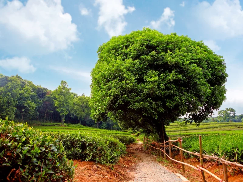 деревья, кустарники, tea plantation, sunshine day, плантация, чайная, дорожка