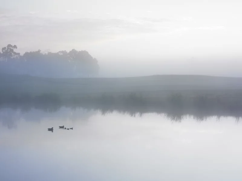 утки, утро, вода, деревья, туман, озеро, облака, водоем, пруд, небо
