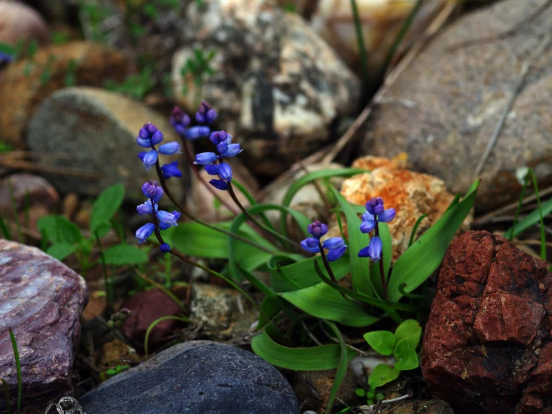 природа, цветы, листья, мускари, muscari, весна, цветок, макро