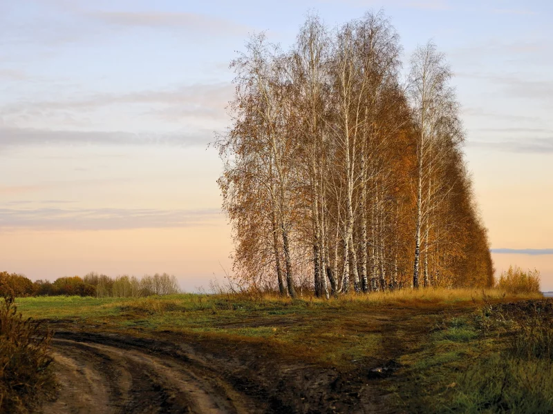 осень, дорога, берёзы