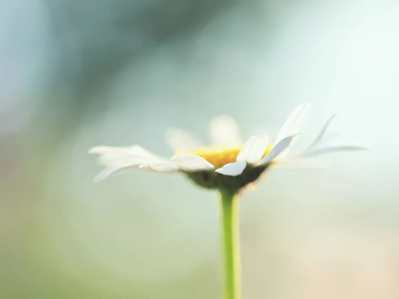 нежно, ромашка, chamomile