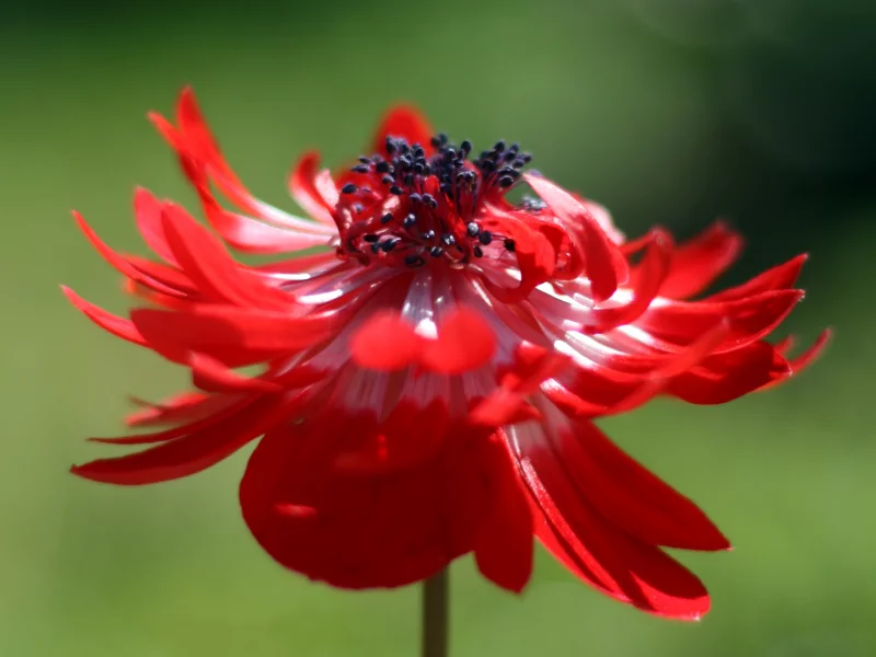 red painting, зерна, бутон, центр