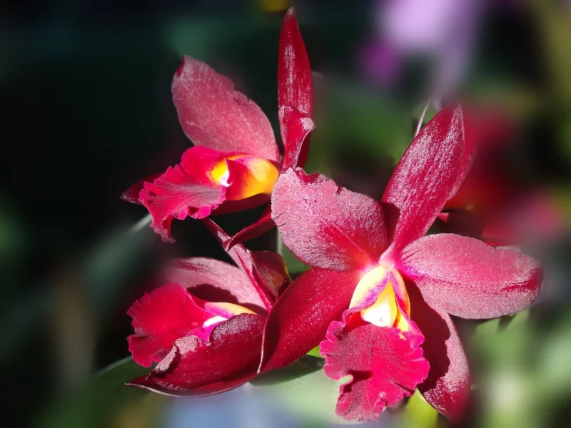 цветы, orchid, forest, макро, тёмно-красная, flowers, beautiful nature wallpapers, лес, american orchid society, красота, dark red, орхидея