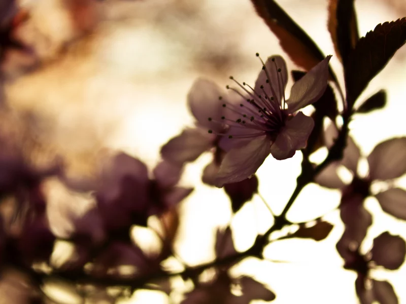 цветы, вишня, лепестки, макро, цветок, фокус, flowers, растение, бутон, природа, цветение