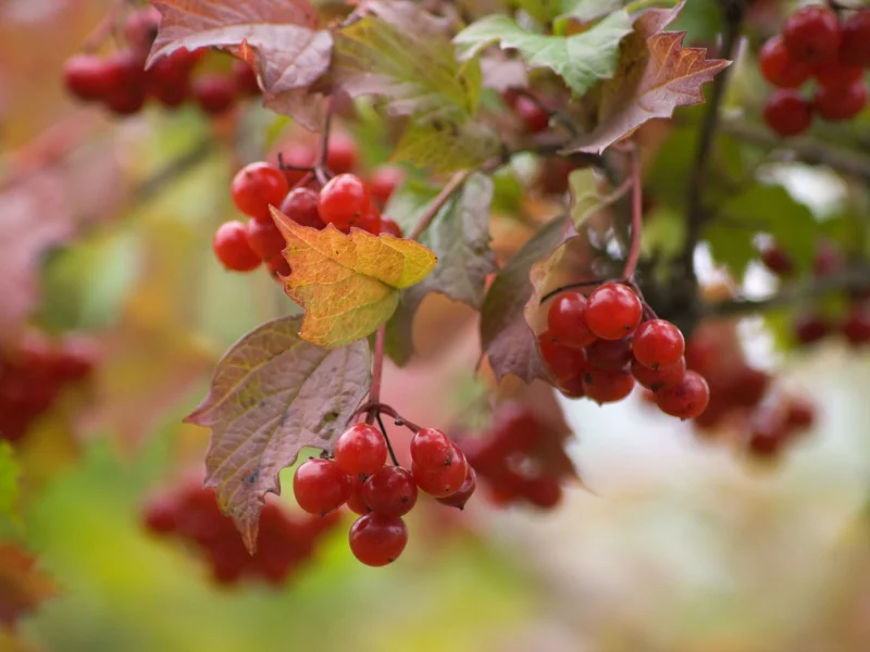 ягоды, калина, viburnum, красная